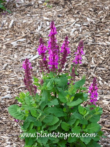 Salvia 'Rose Marvel' (Salvia nemorosa)